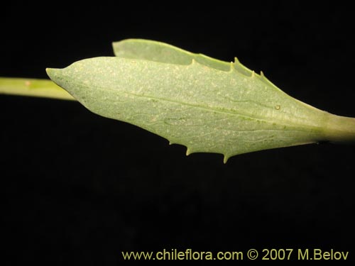 Image of Valeriana sp. #1383 (). Click to enlarge parts of image.