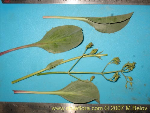 Image of Valeriana sp. #1383 (). Click to enlarge parts of image.