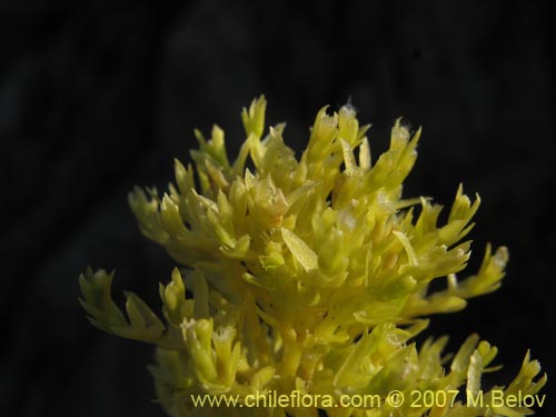 Valeriana sp. #1384的照片