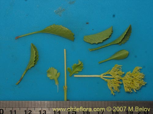 Valeriana sp. #1384的照片