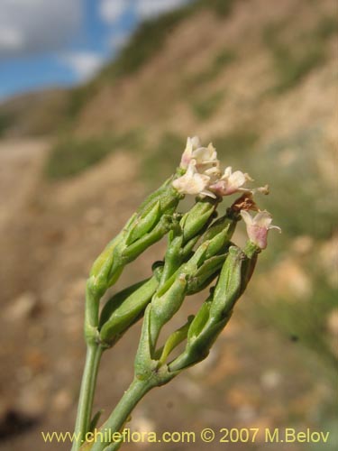 Image of Valeriana sp. #1383 (). Click to enlarge parts of image.