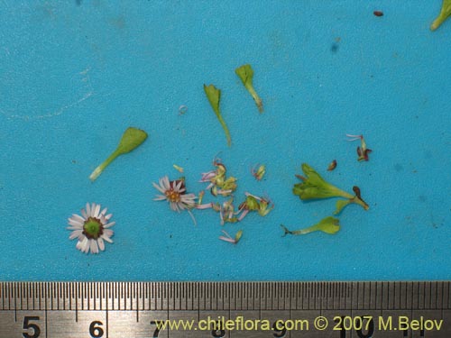 Bild von Asteraceae sp. #Z 6407 (). Klicken Sie, um den Ausschnitt zu vergrössern.