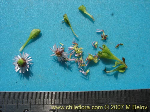 Bild von Asteraceae sp. #Z 6407 (). Klicken Sie, um den Ausschnitt zu vergrössern.