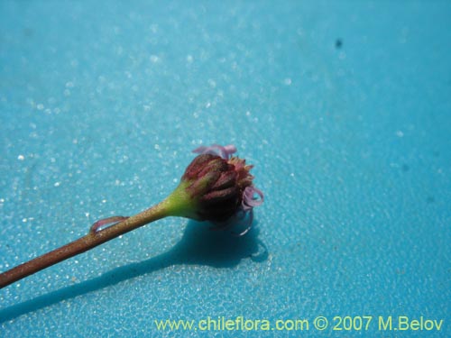 Bild von Asteraceae sp. #Z 6407 (). Klicken Sie, um den Ausschnitt zu vergrössern.