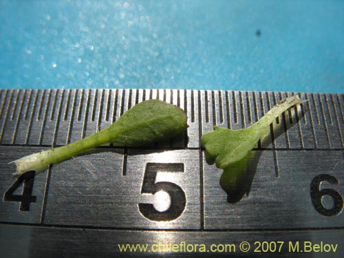 Bild von Asteraceae sp. #Z 6407 (). Klicken Sie, um den Ausschnitt zu vergrössern.