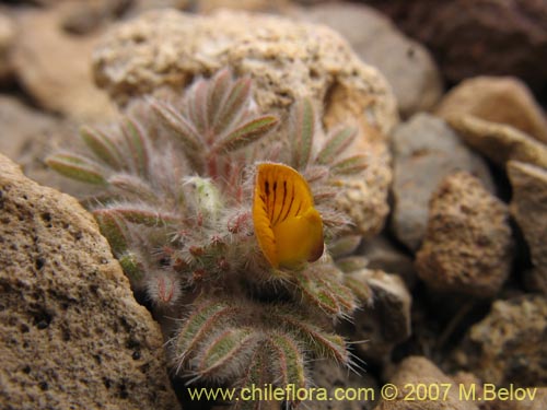 Bild von Adesmia capitella (). Klicken Sie, um den Ausschnitt zu vergrössern.