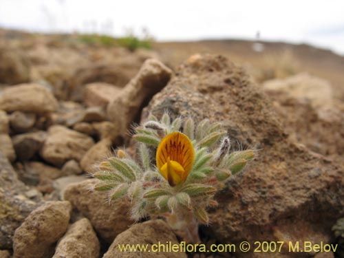 Bild von Adesmia capitella (). Klicken Sie, um den Ausschnitt zu vergrössern.