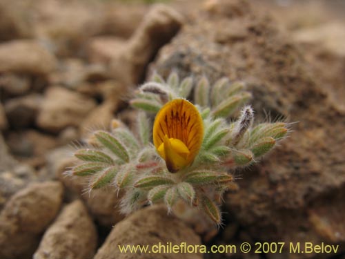 Bild von Adesmia capitella (). Klicken Sie, um den Ausschnitt zu vergrössern.