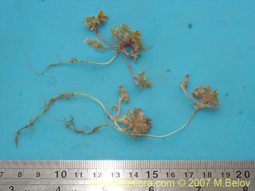 Bild von Adesmia capitella (). Klicken Sie, um den Ausschnitt zu vergrössern.