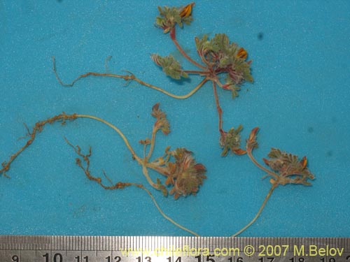 Bild von Adesmia capitella (). Klicken Sie, um den Ausschnitt zu vergrössern.