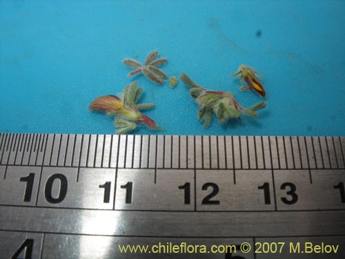 Bild von Adesmia capitella (). Klicken Sie, um den Ausschnitt zu vergrössern.