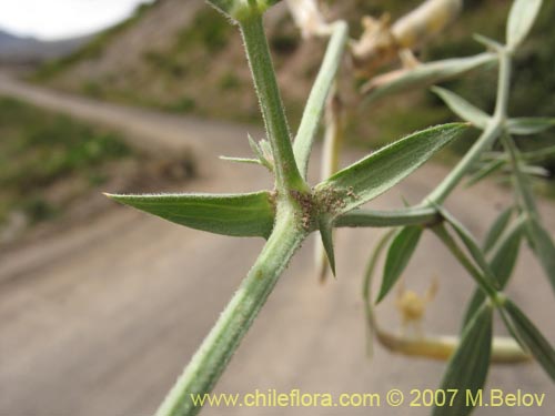 Bild von Lathyrus subandinus (). Klicken Sie, um den Ausschnitt zu vergrössern.