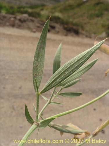 Bild von Lathyrus subandinus (). Klicken Sie, um den Ausschnitt zu vergrössern.