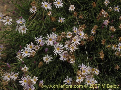 Bild von Aster sp. #3092 (). Klicken Sie, um den Ausschnitt zu vergrössern.