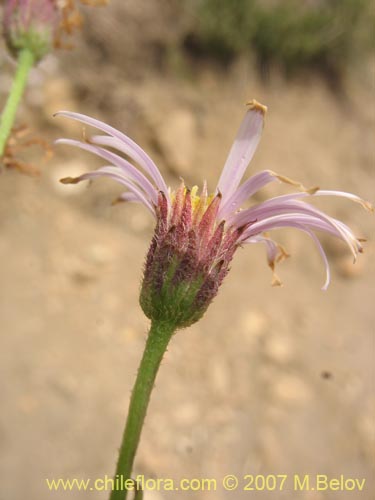 Bild von Aster sp. #3092 (). Klicken Sie, um den Ausschnitt zu vergrössern.