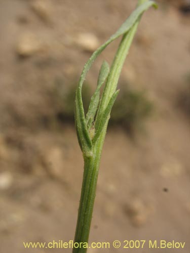 Bild von Aster sp. #3092 (). Klicken Sie, um den Ausschnitt zu vergrössern.