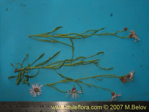 Bild von Aster sp. #3092 (). Klicken Sie, um den Ausschnitt zu vergrössern.