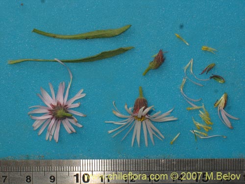 Bild von Aster sp. #3092 (). Klicken Sie, um den Ausschnitt zu vergrössern.
