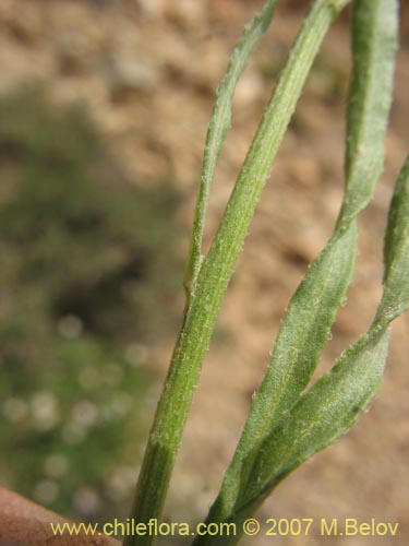 Bild von Aster sp. #3092 (). Klicken Sie, um den Ausschnitt zu vergrössern.