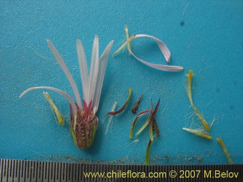 Bild von Aster sp. #3092 (). Klicken Sie, um den Ausschnitt zu vergrössern.