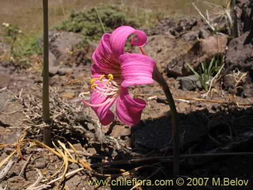 Image of Rhodophiala rhodolirion (Añañuca de cordillera). Click to enlarge parts of image.