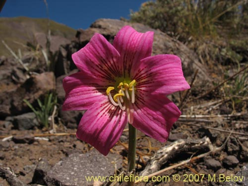 Image of Rhodophiala rhodolirion (Añañuca de cordillera). Click to enlarge parts of image.