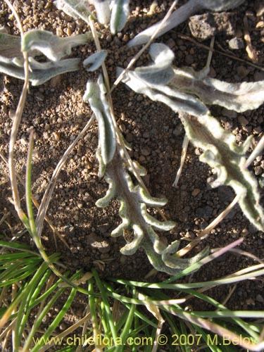 Leucheria candidissima的照片