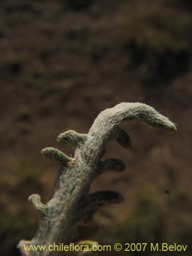 Leucheria candidissima的照片