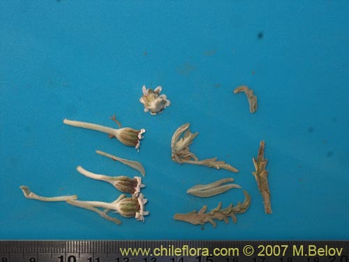 Leucheria candidissima的照片