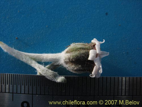 Leucheria candidissima的照片