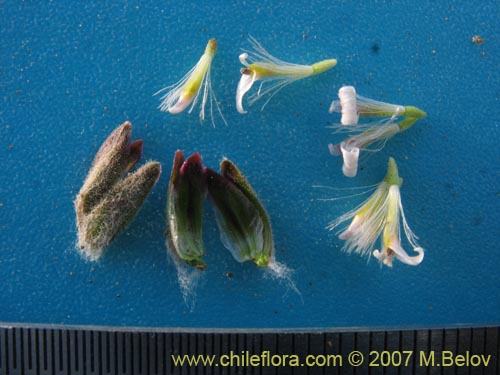 Leucheria candidissima的照片