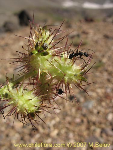 Image of Acaena leptacantha (Pimpinela). Click to enlarge parts of image.