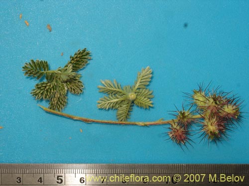 Image of Acaena leptacantha (Pimpinela). Click to enlarge parts of image.