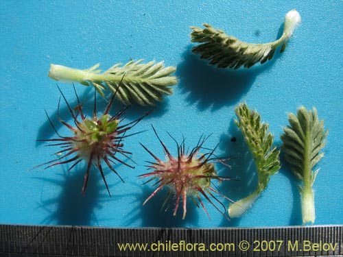 Image of Acaena leptacantha (Pimpinela). Click to enlarge parts of image.