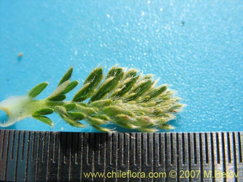 Image of Acaena leptacantha (Pimpinela). Click to enlarge parts of image.