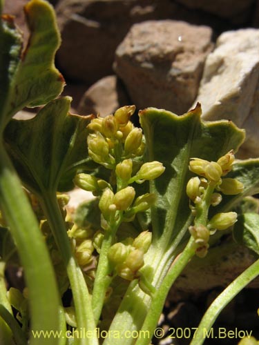 Dioscorea volckmannii의 사진