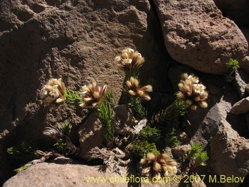 Nassauvia sp. #1714의 사진