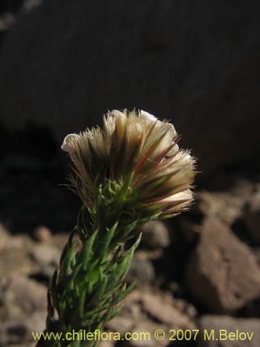 Nassauvia sp. #1714의 사진