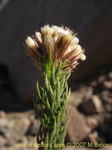 Nassauvia sp. #1714의 사진