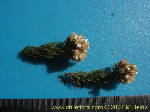 Nassauvia sp. #1714의 사진