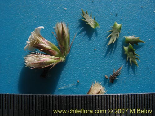 Nassauvia sp. #1714의 사진