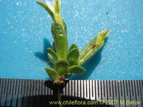 Gentiana prostrata的照片