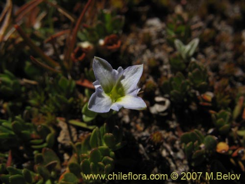 Gentiana prostrataの写真