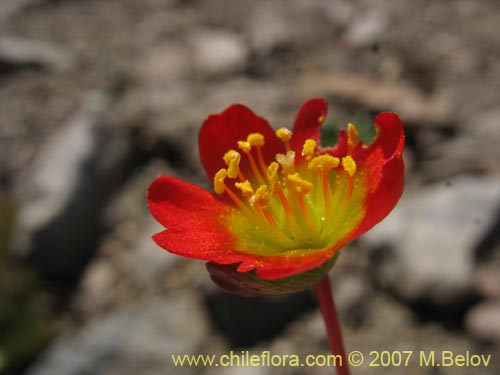 Bild von Calandrinia caespitosa (). Klicken Sie, um den Ausschnitt zu vergrössern.