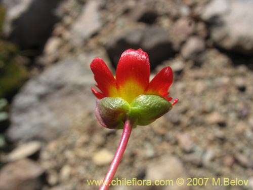 Bild von Calandrinia caespitosa (). Klicken Sie, um den Ausschnitt zu vergrössern.