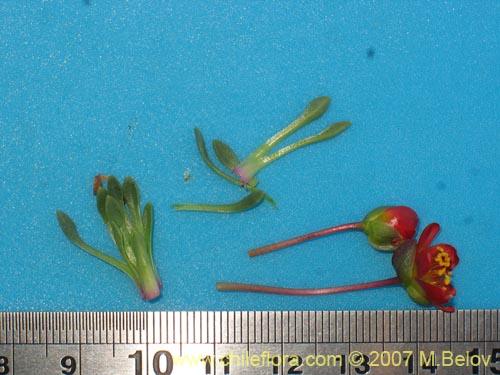 Bild von Calandrinia caespitosa (). Klicken Sie, um den Ausschnitt zu vergrössern.