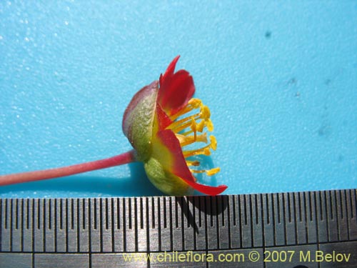 Bild von Calandrinia caespitosa (). Klicken Sie, um den Ausschnitt zu vergrössern.