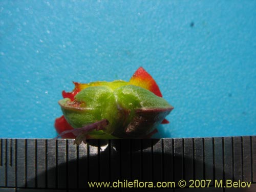 Bild von Calandrinia caespitosa (). Klicken Sie, um den Ausschnitt zu vergrössern.