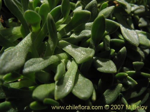 Bild von Calandrinia caespitosa (). Klicken Sie, um den Ausschnitt zu vergrössern.