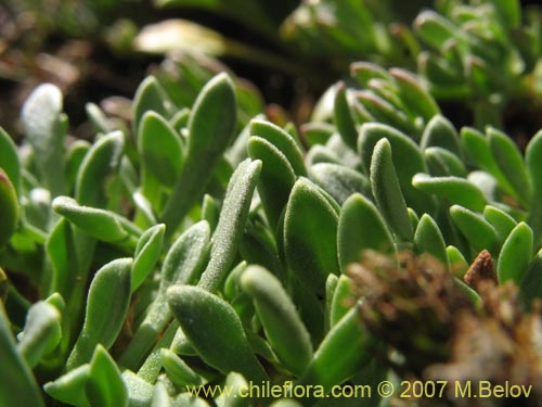 Bild von Calandrinia caespitosa (). Klicken Sie, um den Ausschnitt zu vergrössern.